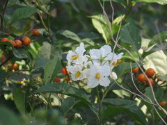 Solanum