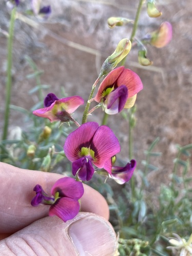 Swainsona microcalyx