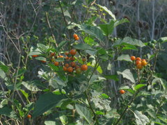 Solanum