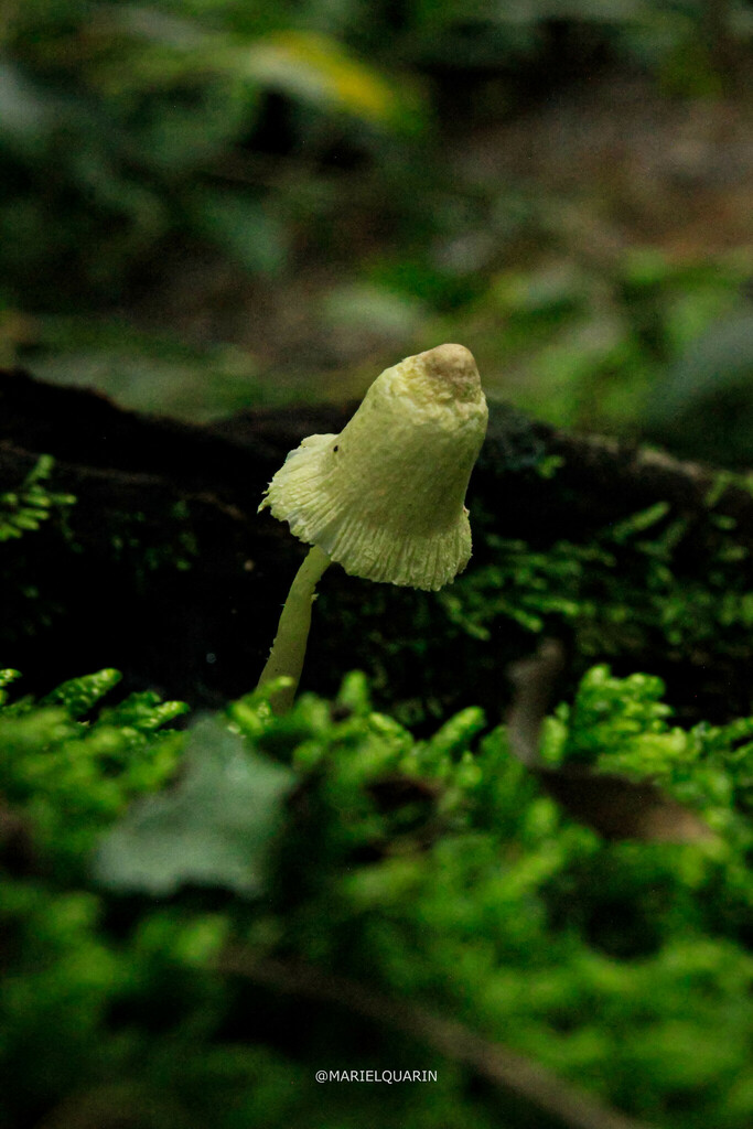 Leucocoprinus birnbaumii · December 2023 · photo: © marielquarin (iNaturalist, cc-by)