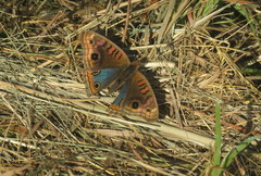 Junonia genoveva hilaris