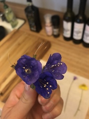 Phacelia campanularia
