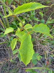 Stizophyllum riparium