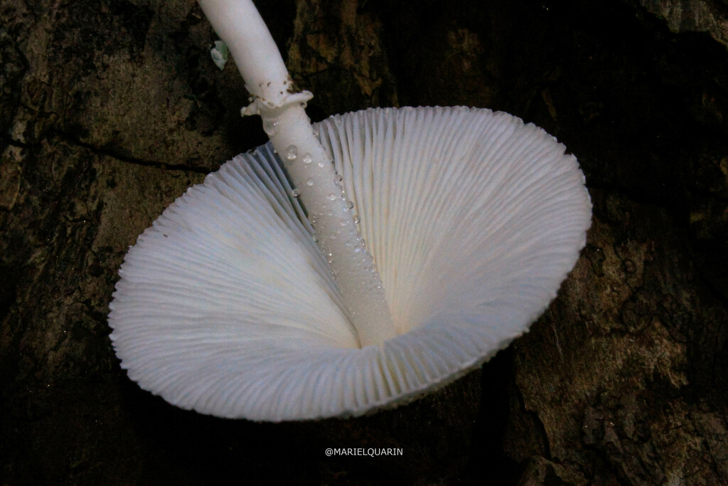 Leucocoprinus cepistipes · December 2023 · photo: © marielquarin (iNaturalist, cc-by)