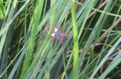 Dysdercus albofasciatus