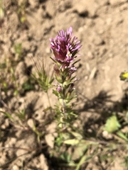 Castilleja brevistyla