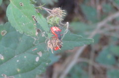 Dysdercus albofasciatus