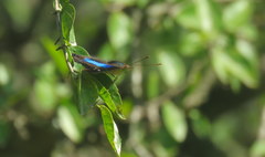 Doxocopa laurentia