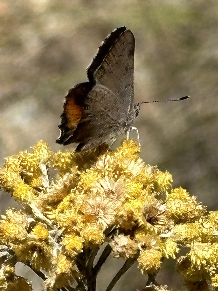 Eltham copper butterfly from Castlemaine Botanical Gardens, Castlemaine