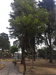 Citharexylum donnell-smithii