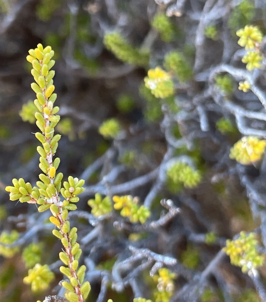 Calytrix gypsophila