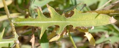 Lactuca tenerrima