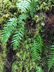 Polypodium glycyrrhiza