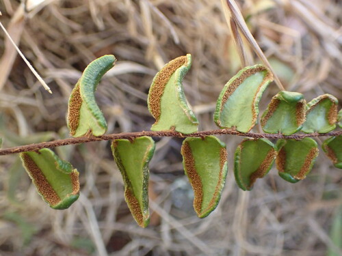 Image of Pellaea calidirupium by (c) Leon Perrie, some rights reserved (CC BY)