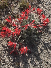 Astragalus coccineus
