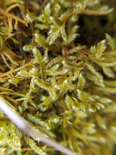 Image of Calliergonella lindbergii by (c) Skyler Principe, some rights reserved (CC BY)