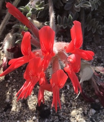 Astragalus coccineus