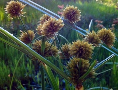 Cyperus rigens