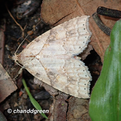 Olulis puncticinctalis