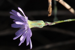Lactuca tenerrima