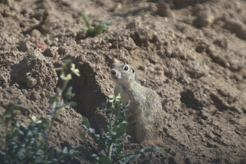 Perote Ground Squirrel (Xerospermophilus perotensis)