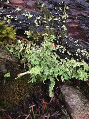 Cladonia transcendens