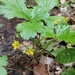 Southern Barren Strawberry - Photo (c) Suzanne Cadwell, some rights reserved (CC BY-NC), uploaded by Suzanne Cadwell