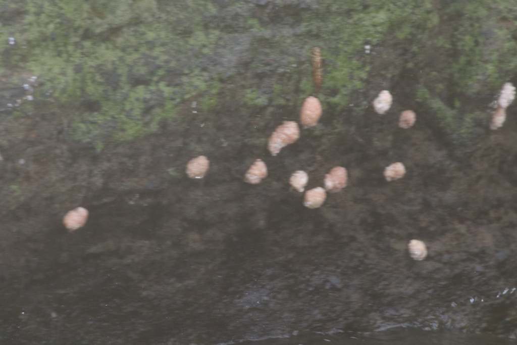 Pomacea catemacensis