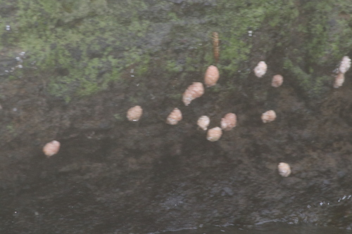 Pomacea catemacensis