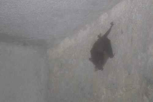 Sowell's Short-tailed Bat (Carollia sowelli)