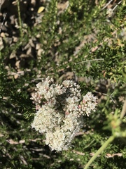 Eriogonum fasciculatum