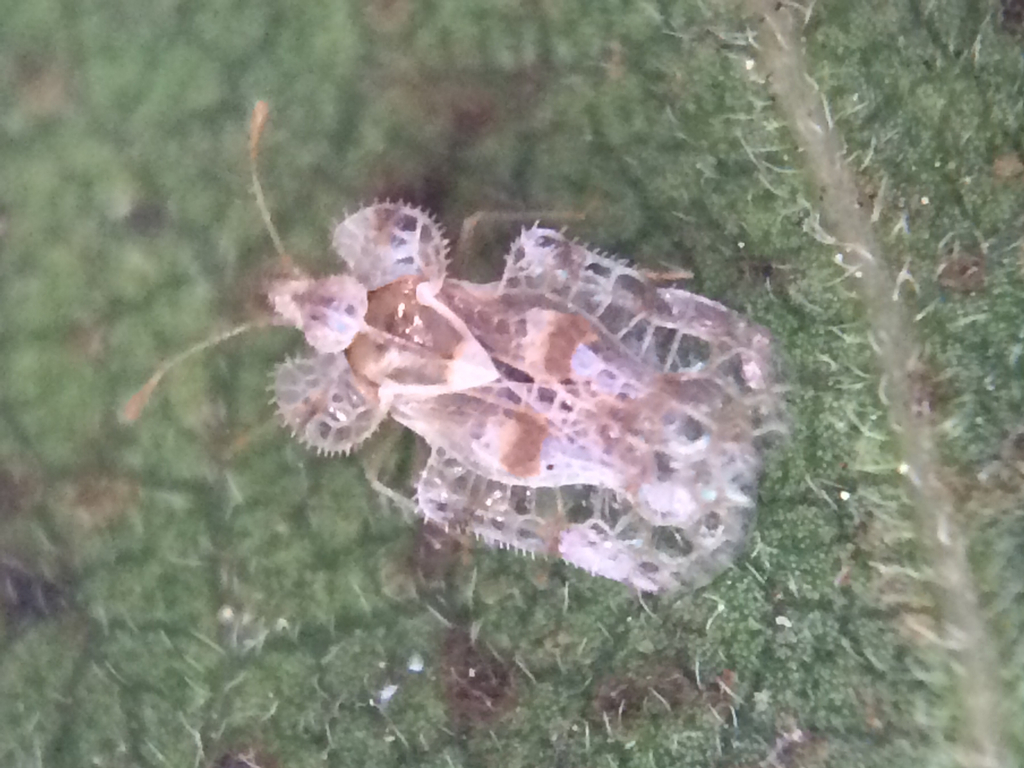 cotton lace bug