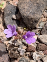 Phacelia pulchella gooddingii