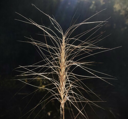 Elymus elymoides