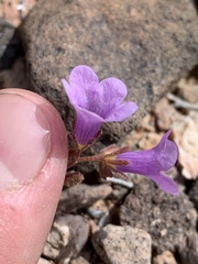 Phacelia pulchella gooddingii