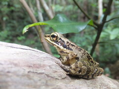 Amami Tip-Nosed Frog photo 2