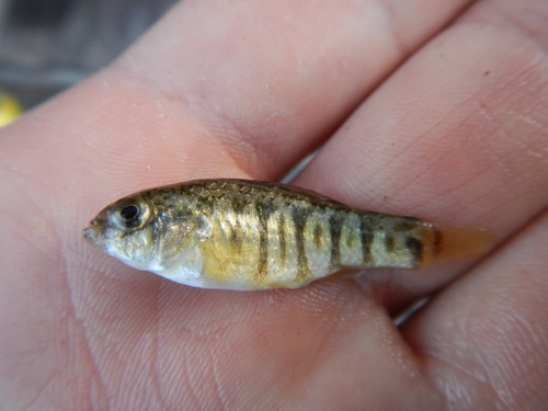 Sheepshead Minnow