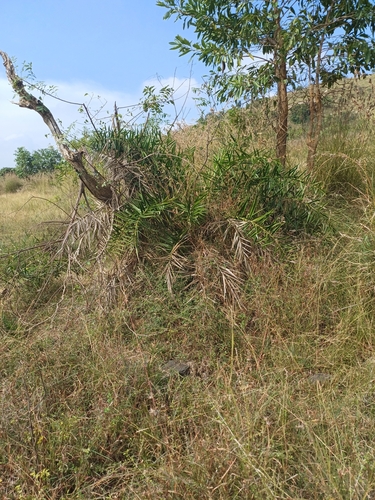 Ceylon Date Palm (Phoenix pusilla)