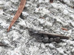 Trilophidia annulata