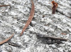 Trilophidia annulata