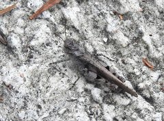 Trilophidia annulata