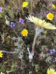 Malacothrix californica