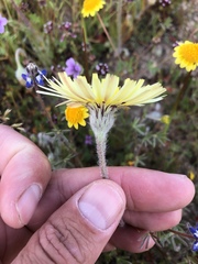 Malacothrix californica