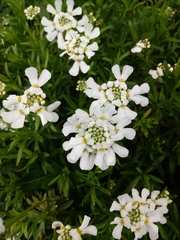Iberis