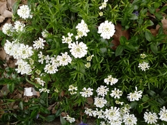 Iberis
