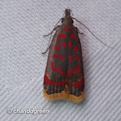 Dichomeris sandycitis