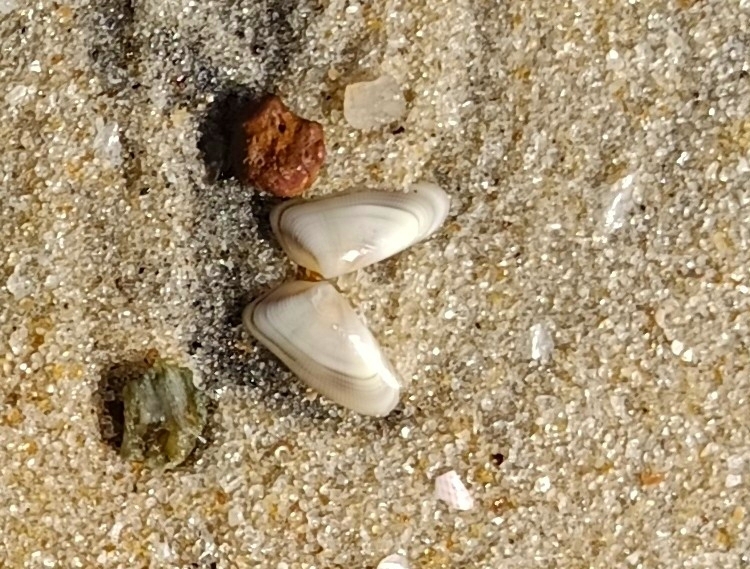 Donax spiculum