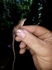 Anolis gundlachi