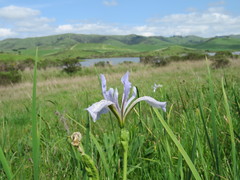 Iris longipetala