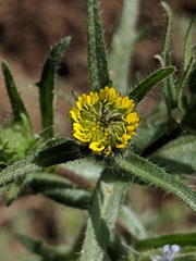 Layia hieracioides